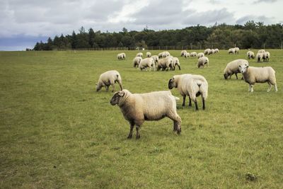 Sheep grazing on grassy field against cloudy sky