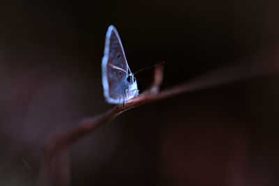 Close-up of butterfly