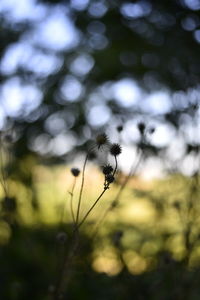 Close-up of flowering plant against blurred background