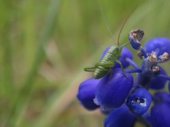 Close-up of insect on purple flowering plant