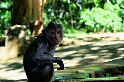 Portrait of monkey sitting on tree