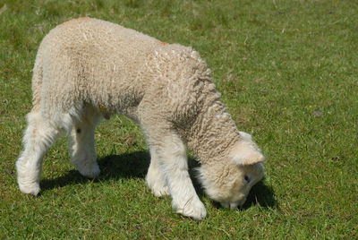 Lamb grazing on green field