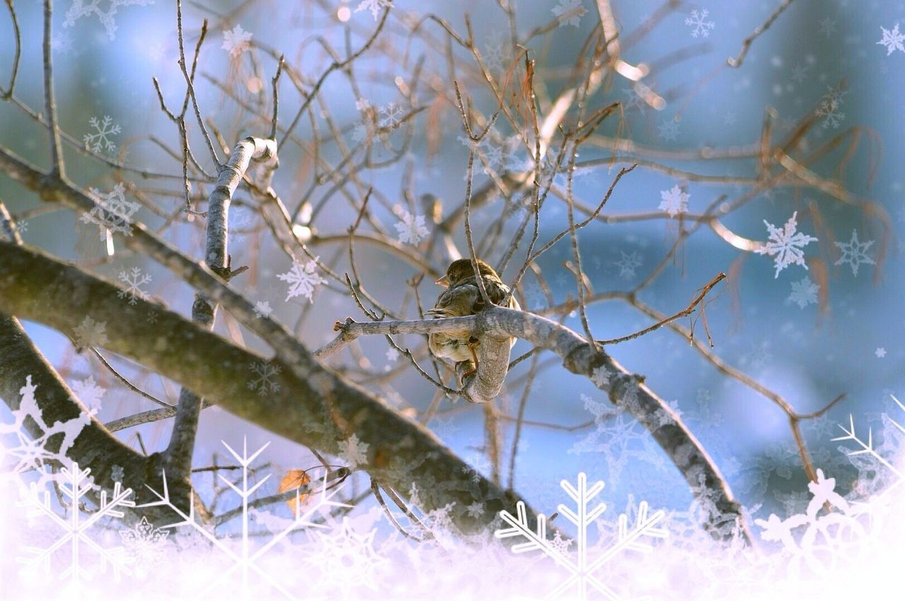 branch, animal themes, animals in the wild, one animal, wildlife, tree, nature, bare tree, plant, growth, twig, close-up, day, outdoors, bird, no people, focus on foreground, beauty in nature, auto post production filter, low angle view