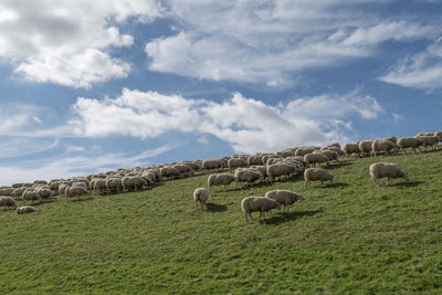 Dyke with lots of sheep on green grass