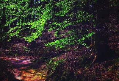 Trees growing in forest