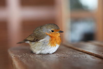 Close-up of european robin