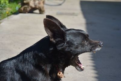Close-up of black dog