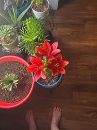 High angle view of person holding flower pot on table