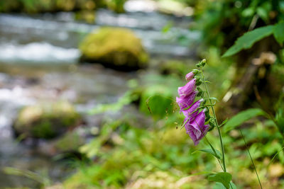 Close-up of purple flower