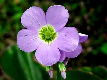Close-up of purple flower blooming outdoors