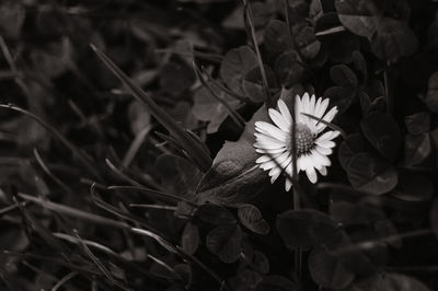 Close-up of flowers blooming outdoors