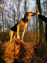 Dog looking away on rock in forest