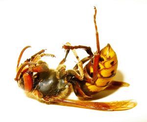 Close-up of crab over white background