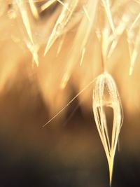 Close-up of heart shape made of plant