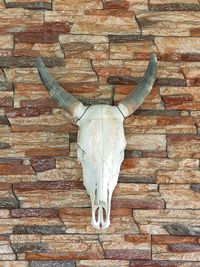 Animal skull hanging on brick wall