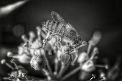 Close-up of plant against blurred background