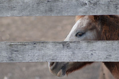 Close-up of horse in stable