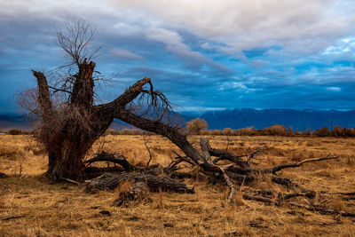 Bare decaying tree on field with sunrise clouds and mountain range against sky
