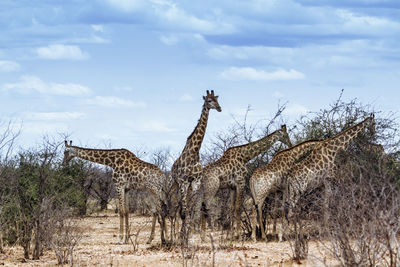 Giraffes grazing on field against sky