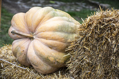 Close-up of pumpkin on field