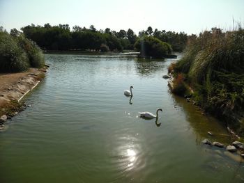 Swans swimming in lake