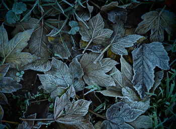 High angle view of frozen leaves on field