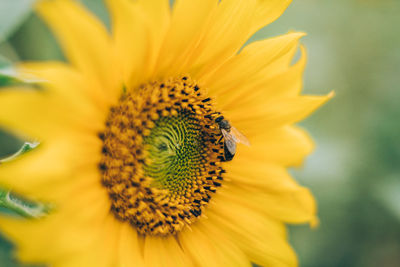 Close-up of sunflower