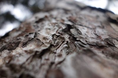 Close-up of wood