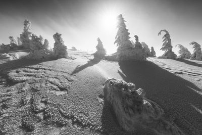 The beauty of winter on the snowy mountains in black and white. vladeasa mountains - romania