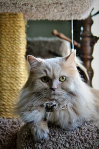 Close-up portrait of cat sitting at home