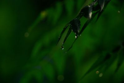 Close-up of wet insect on plant