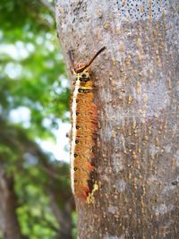 Close-up of insect on tree trunk