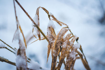 Close-up of lizard on snow against sky