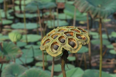 Dried lotus flower with leaves