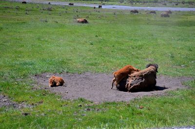 Sheep relaxing on field