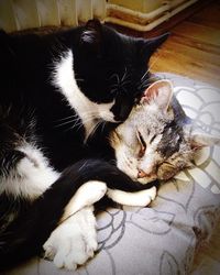 Close-up of cat sleeping