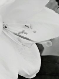 Close-up of white flowers