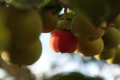 Close-up of fruits growing on tree