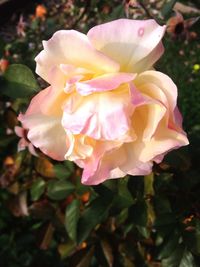 Close-up of flower blooming outdoors