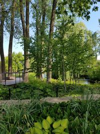 Plants and trees in park