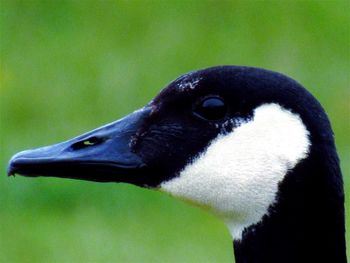 Close-up of bird