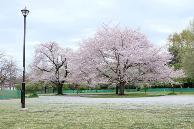 View of cherry blossom trees in park