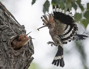 Close-up of birds perching on a tree