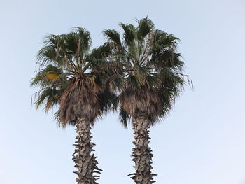 Low angle view of coconut palm tree against clear sky