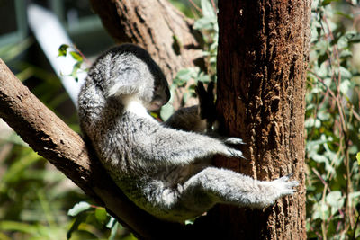 Close-up of cat sleeping on tree trunk