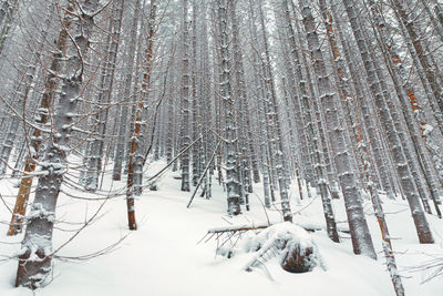 Snowy coniferous forest . pine woodland with snow
