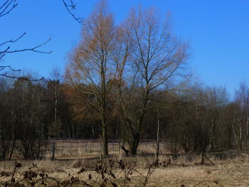 Bare trees on landscape against clear sky