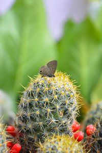 Close-up of prickly pear cactus