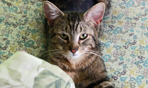 Close-up portrait of cat sitting