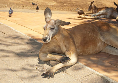 A kangaroo chilling out in a shade on a hot day in australia